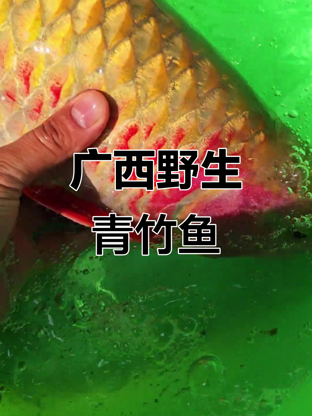 广西野生青竹鱼:鲜美营养,上等美味佳品