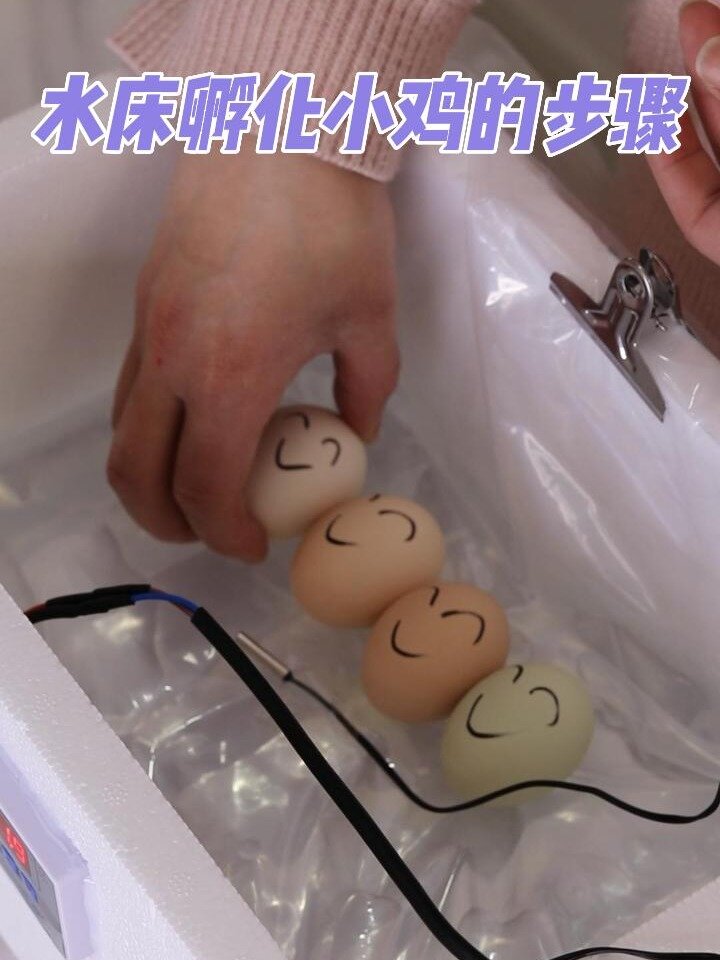水床孵化器孵化小鸡的详细步骤教程全过程