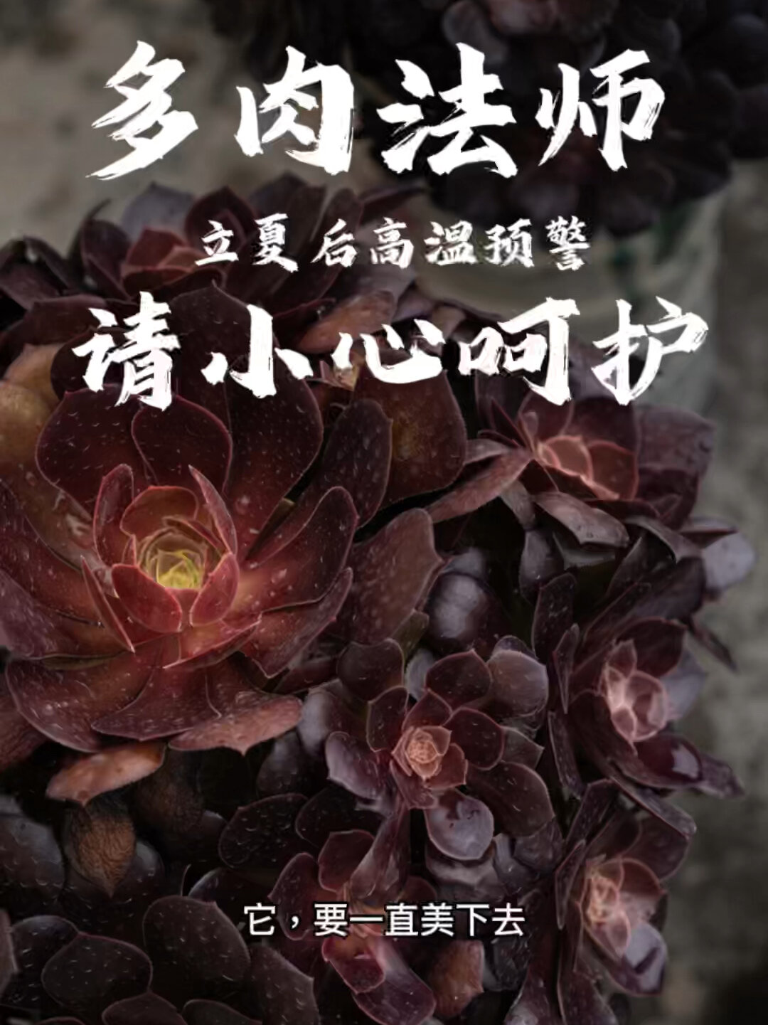 多肉养护|你的法师还在全露养吗?荷兰玫瑰