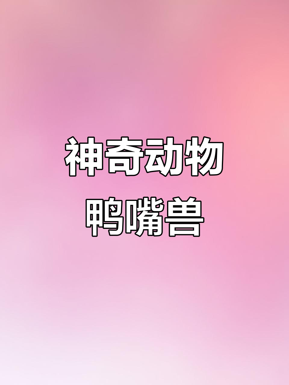 鸭嘴兽:进化论的颠覆者,会下蛋还能喷毒液