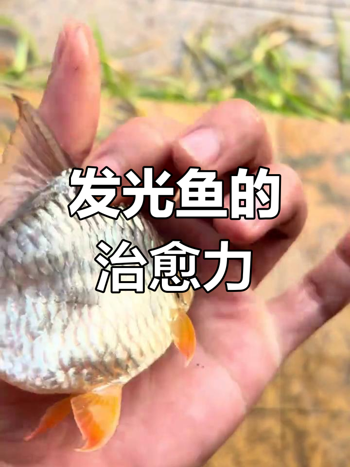 萌态十足,发光鱼游动如水晶球,瞬间治愈所有疲惫!