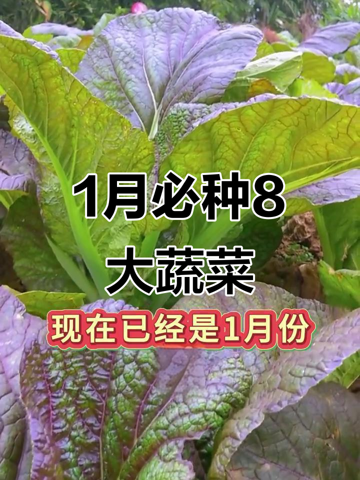 一月份最适合种的8种蔬菜,简单好种又防虫害