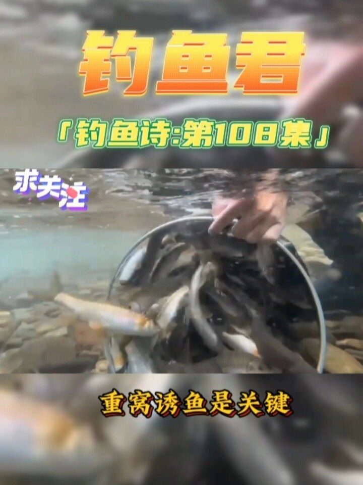 钓鱼君之钓鱼口诀:第108集(钓多鳞白甲鱼)鱼