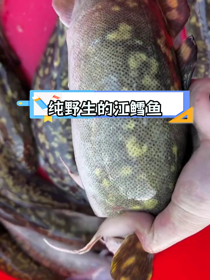 乌苏里江特产野生鳕鱼,鲜美无比