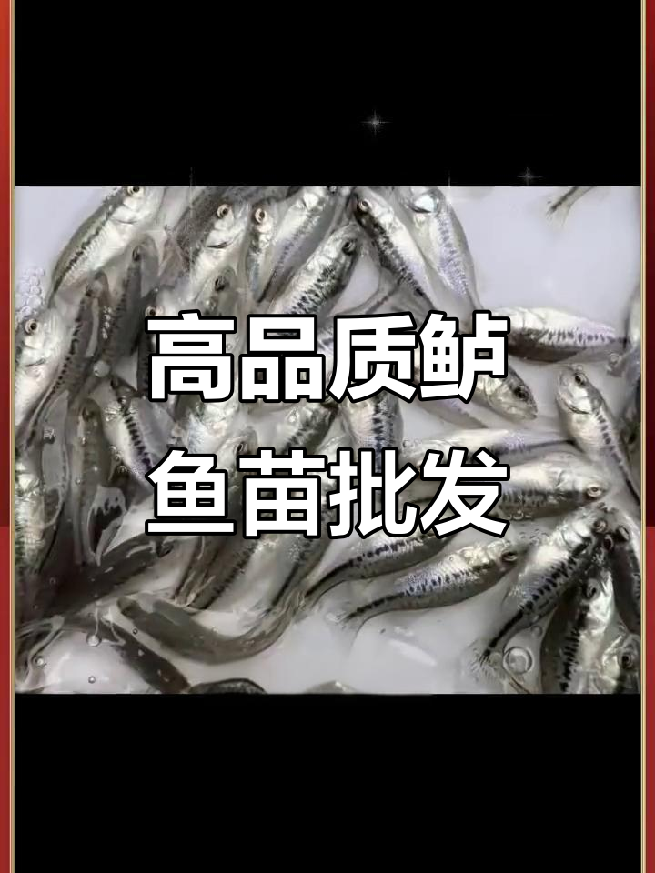 江苏鲈鱼苗批发基地,加州品种高密度养殖优势大