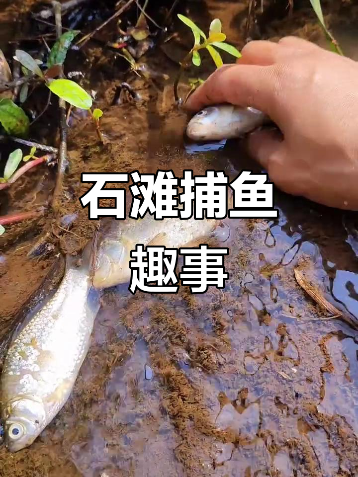 干涸小河惊现五彩鱼，石滩上抓大鱼！