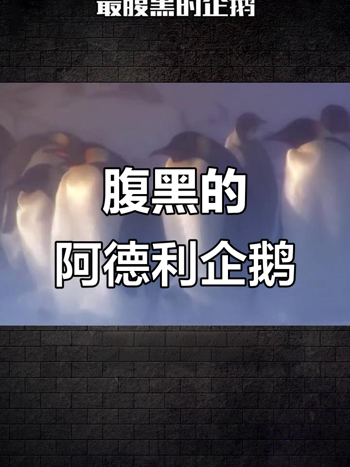 阿德利企鹅的腹黑一面:踹兄弟、装无辜,太有心机!