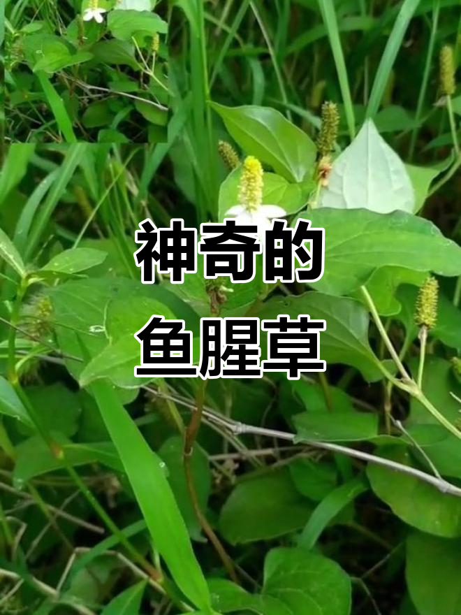 鱼腥草:神奇中药材,消炎解暑全搞定