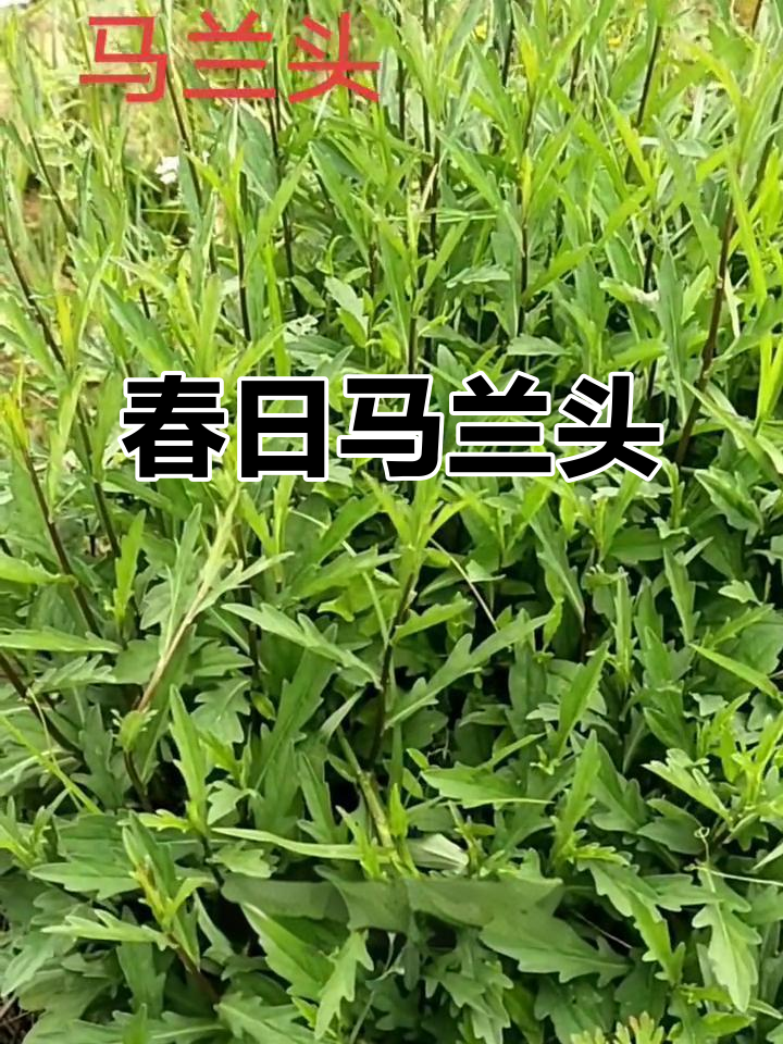 马兰头,春季野菜,香气独特,营养丰富
