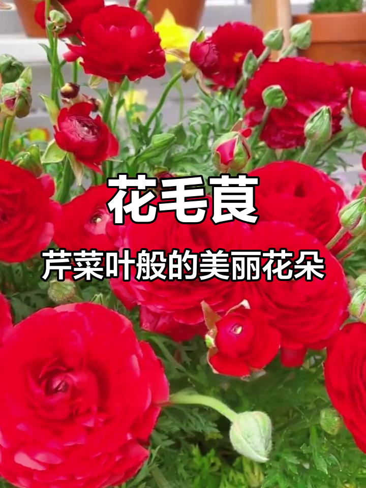 叶子像芹菜的神秘花卉,种植技巧全揭秘