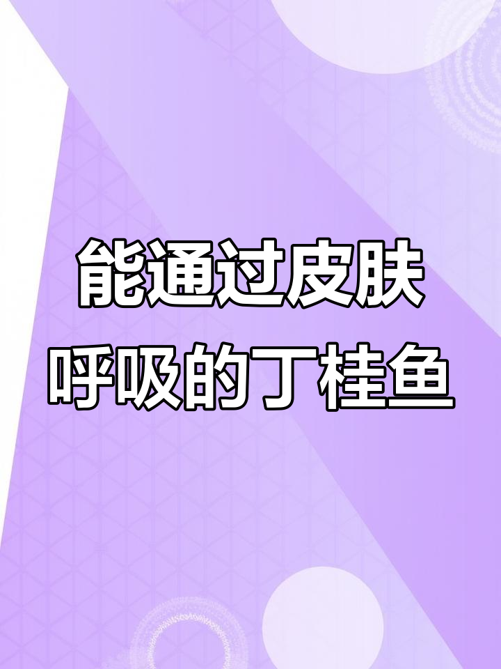 丁桂鱼:皮肤呼吸的神奇鱼类,适合高密度养殖