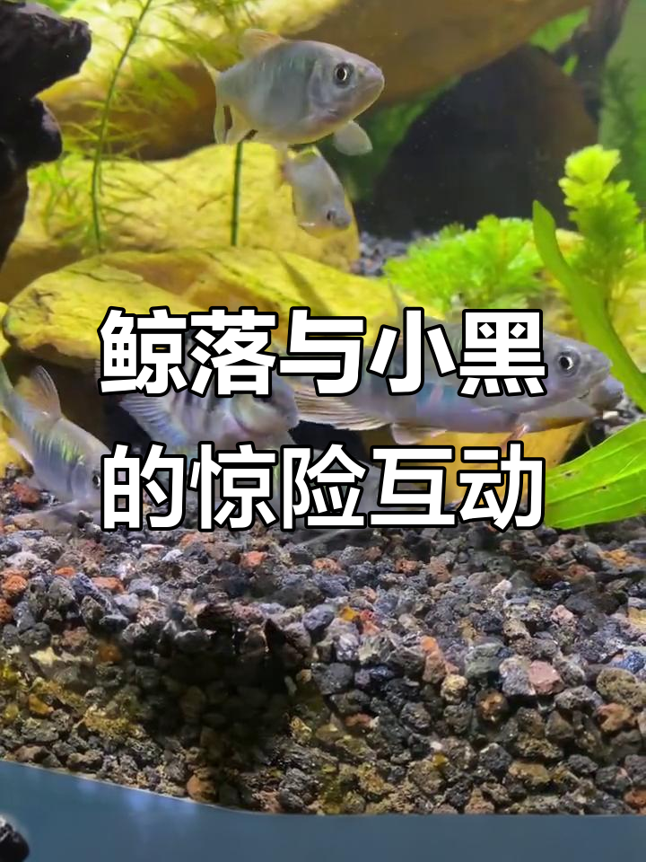 鲸鱼交配后颜色消失,竟被小黑咬伤挣扎求生