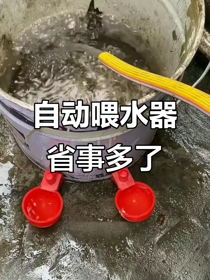 农村自制的自动饮水器,轻松解决鸡鸭喝水问题
