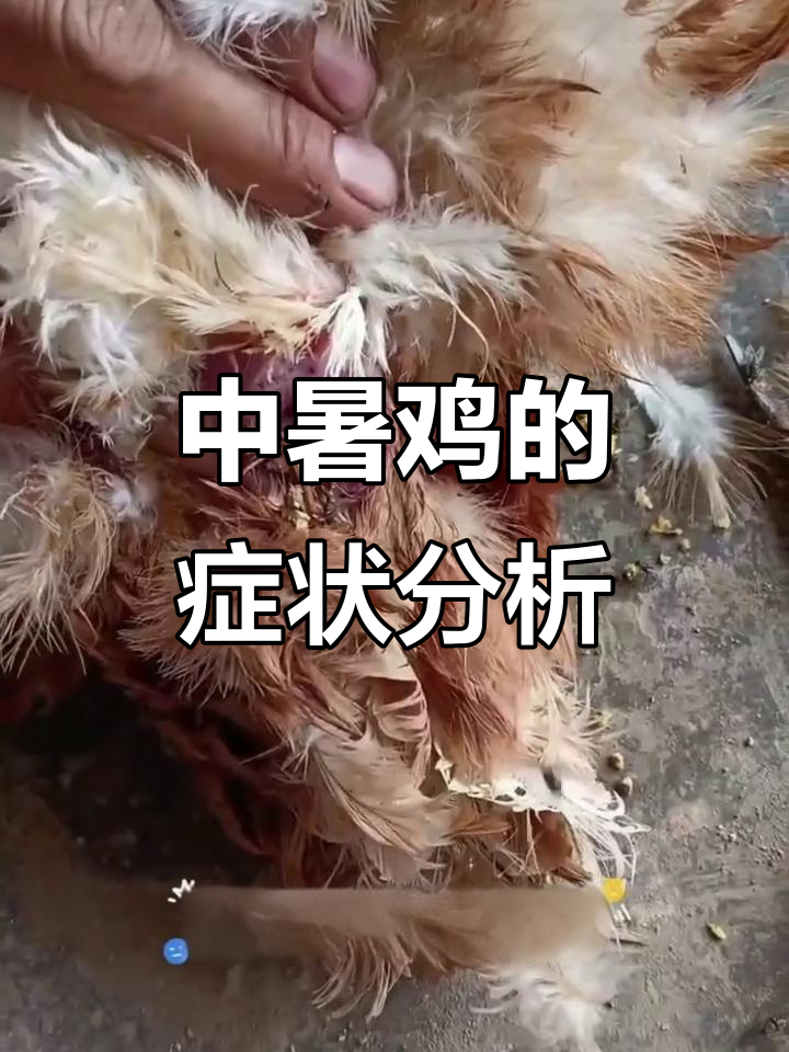 鸡中暑症状解析:从肝脏到气管的病变全过程