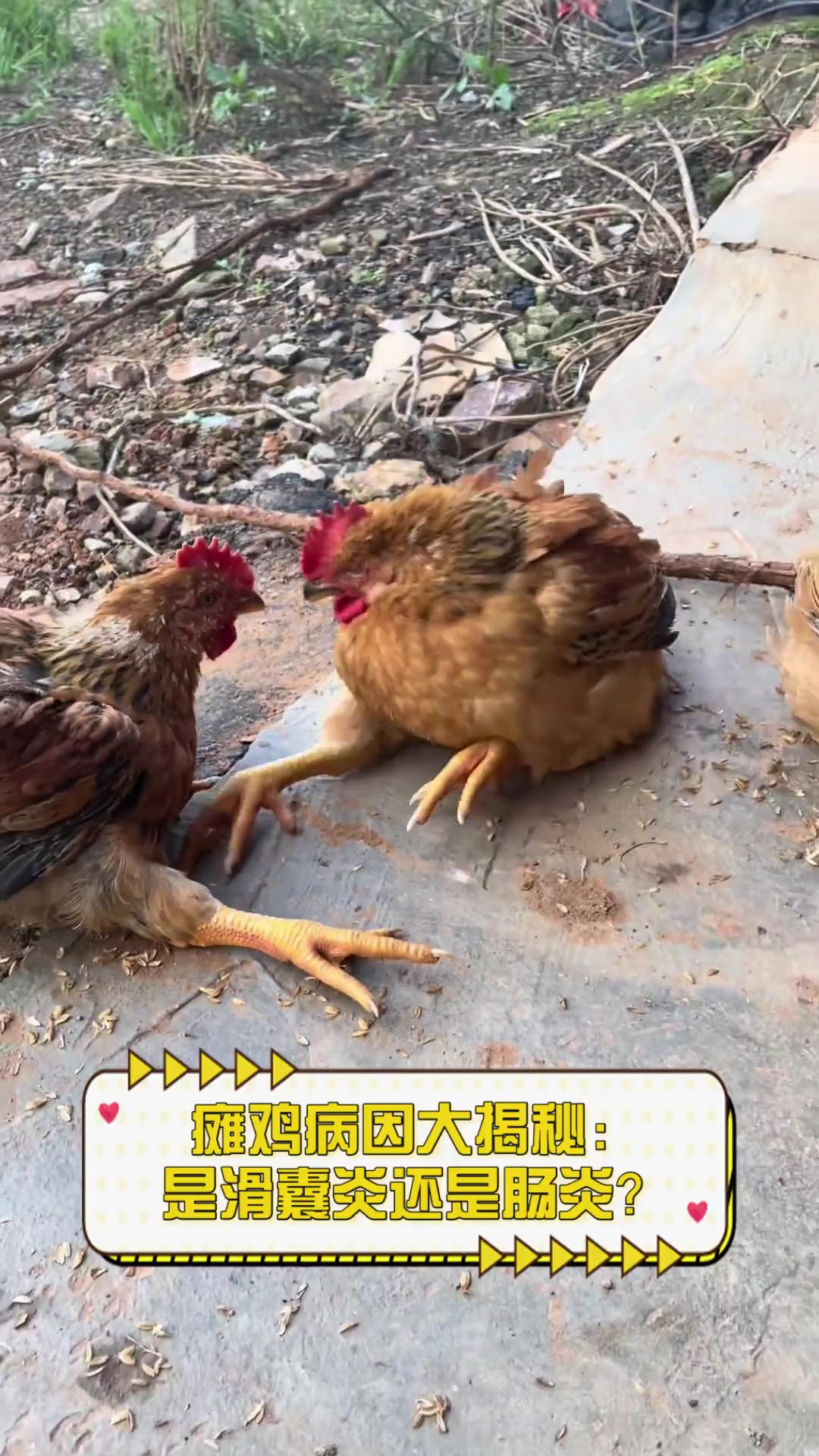 瘫鸡病因大揭秘:是滑囊炎还是肠炎?