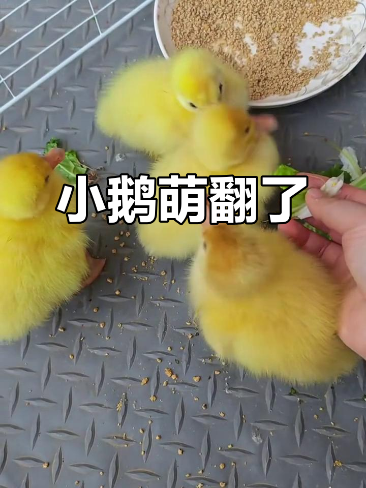 小鹅太可爱了,简直想24小时抱在怀里