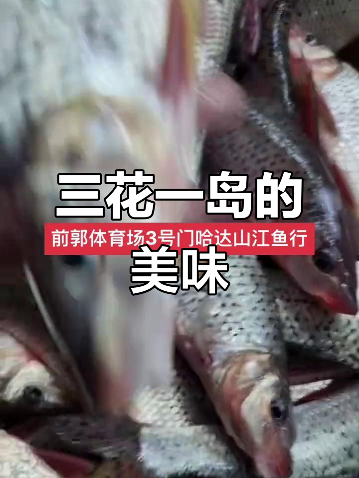 松花江名鱼三花一岛,味道让人停不下来