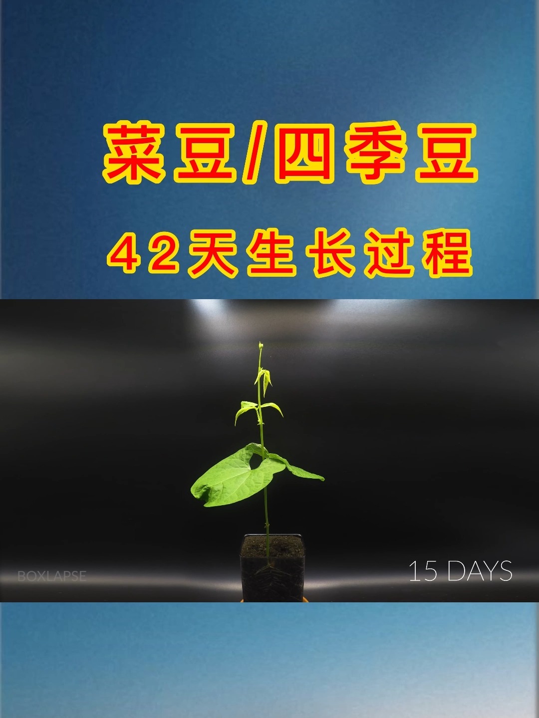 42天四季豆生长全过程