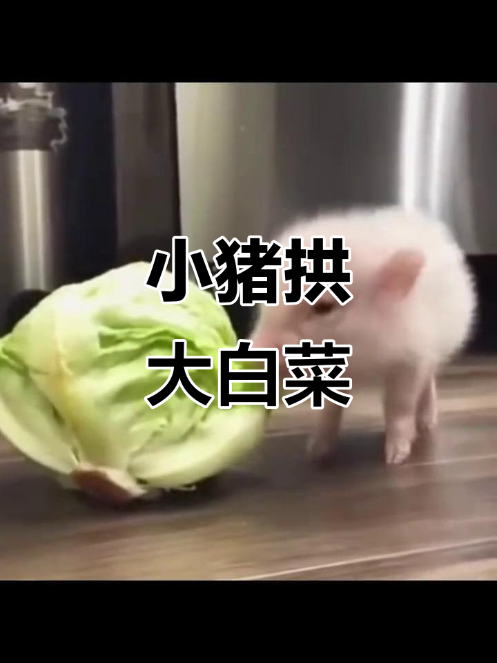 小猪拱白菜,快来看谁最像它!