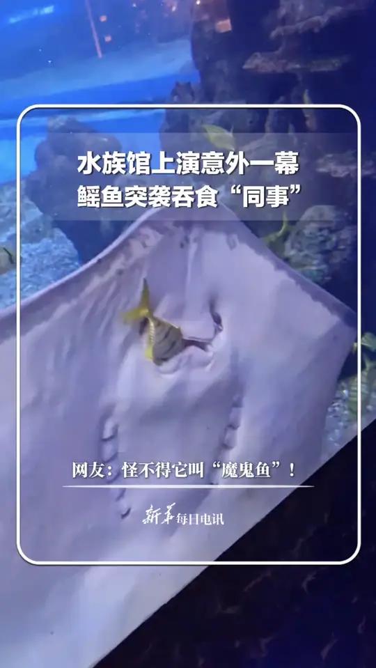 水族馆上演意外一幕 鳐鱼突袭吞食“同事” 网友:怪不得它叫“魔鬼鱼”!新华每日电讯