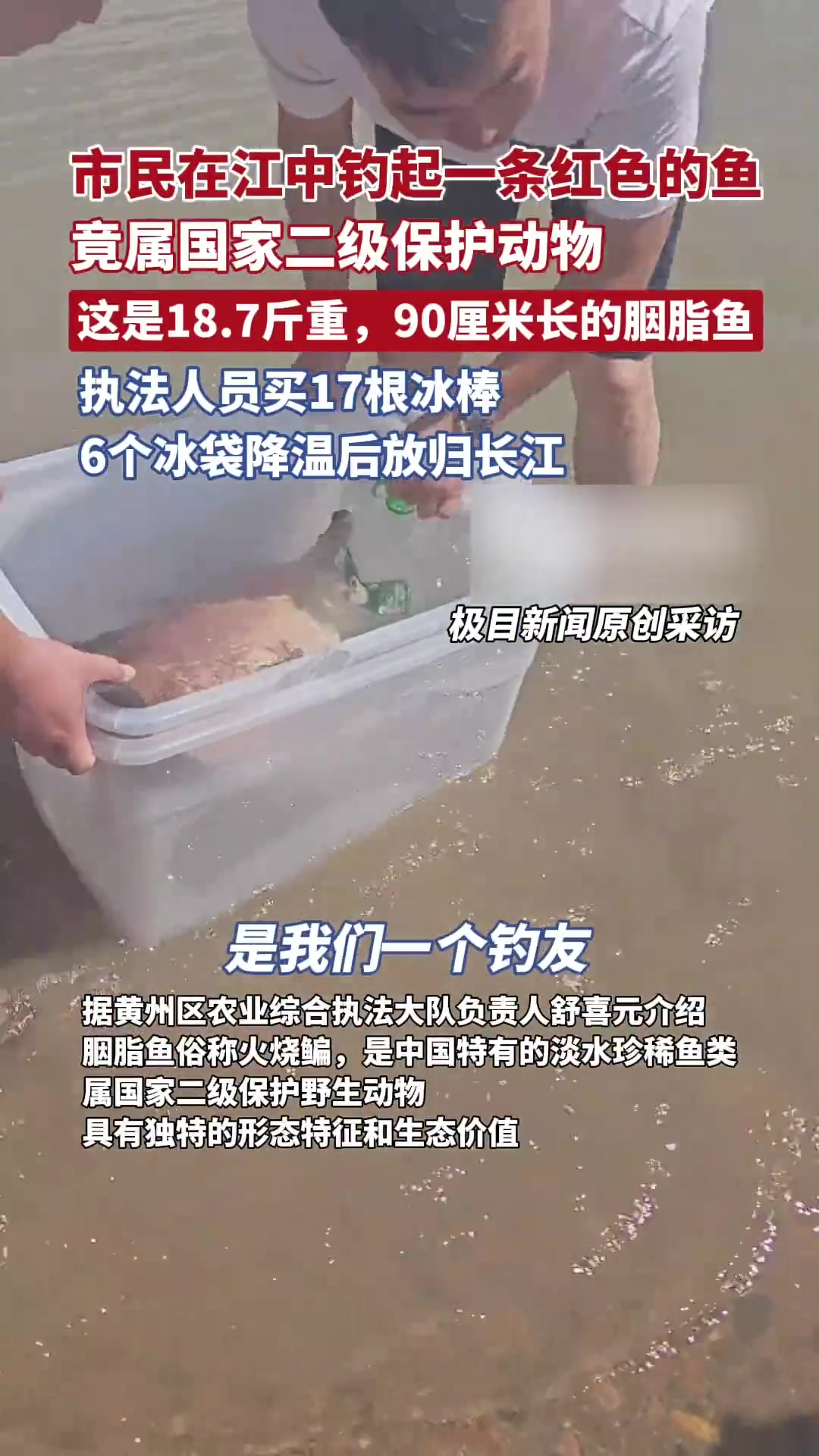 市民在江中钓起一条红色的鱼，竟是国家二级保护动物胭脂鱼