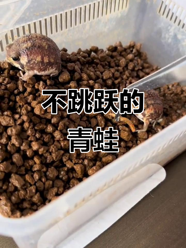 馒头蛙:不会跳的可爱小家伙,走路像大核桃仁