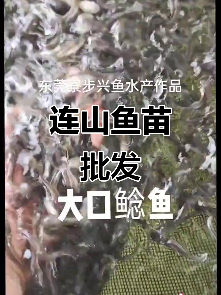 清远连山鱼苗批发，质量上乘，价格实惠