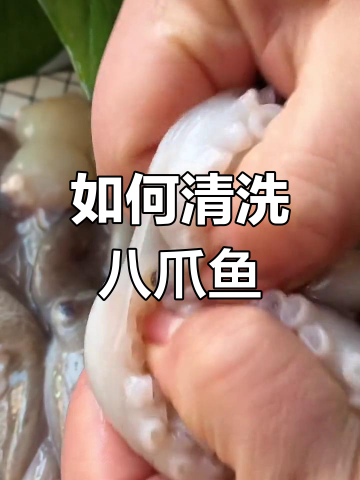 八爪鱼清理全攻略,教你如何轻松去内脏和牙齿