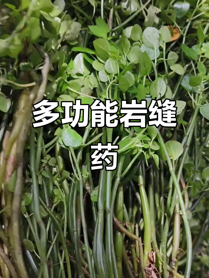 石油菜：岩石上的神奇草药，功效多样