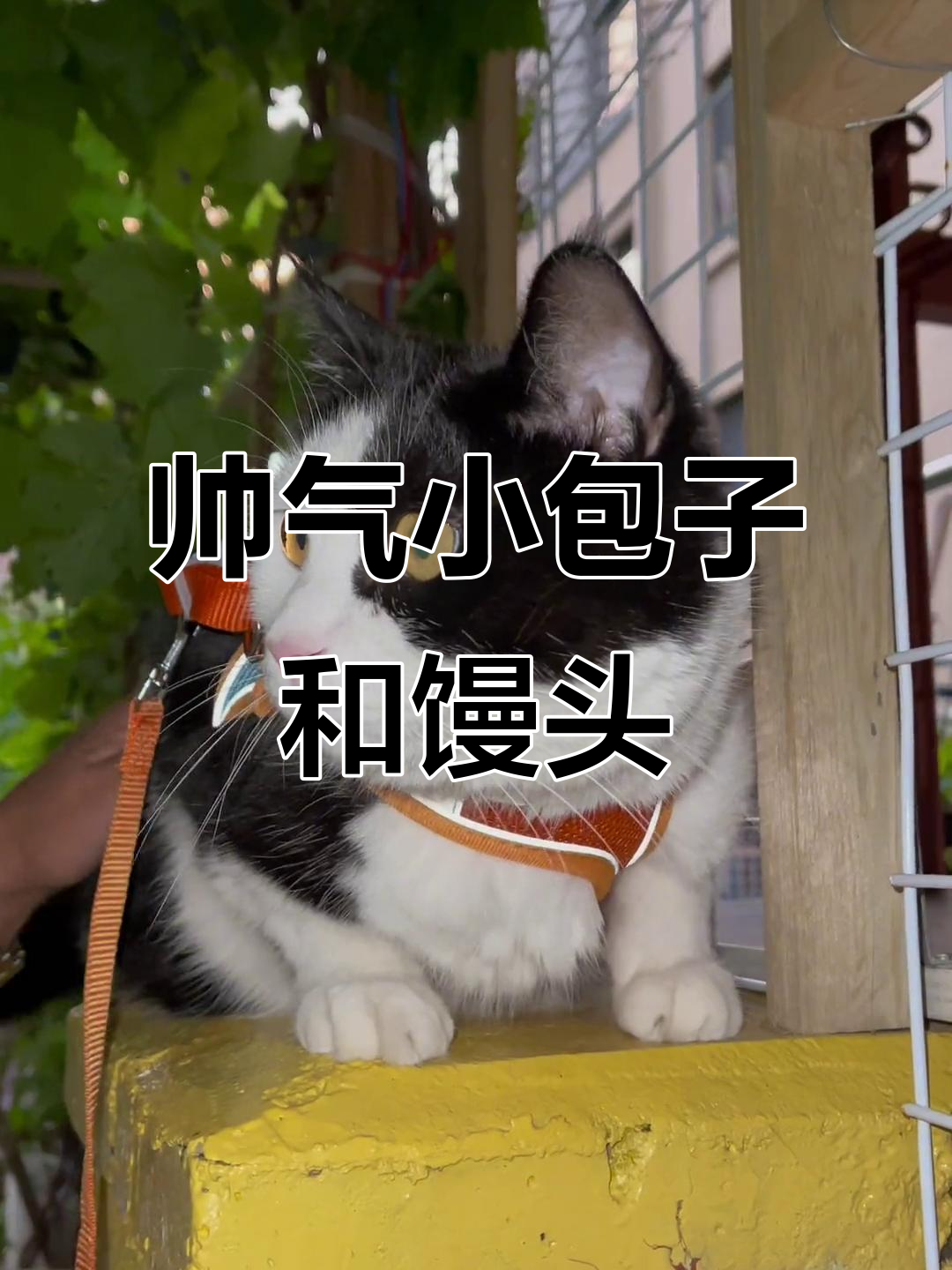 小包子与馒头的萌宠日常,勇敢又听话的小可爱