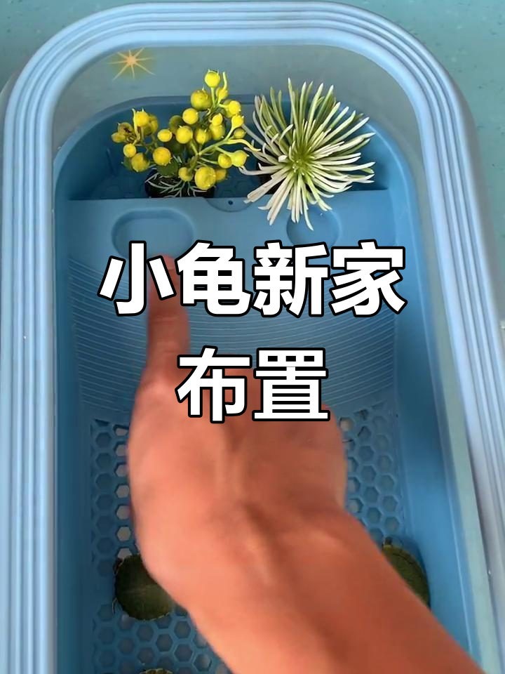 乌龟缸造景设计,打造舒适小窝