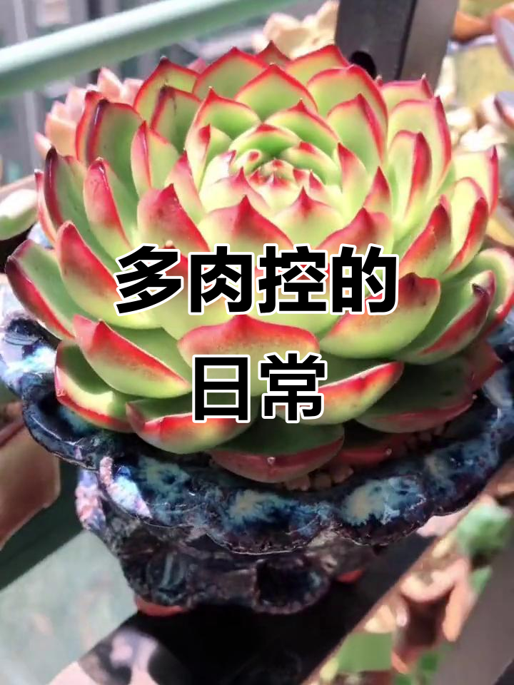 从白牡丹到皇帝，多肉植物养不停