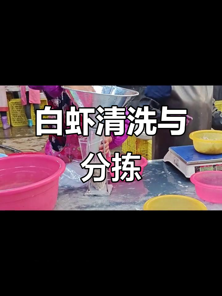 兴凯湖白虾加工全流程揭秘,鲜度保证的背后