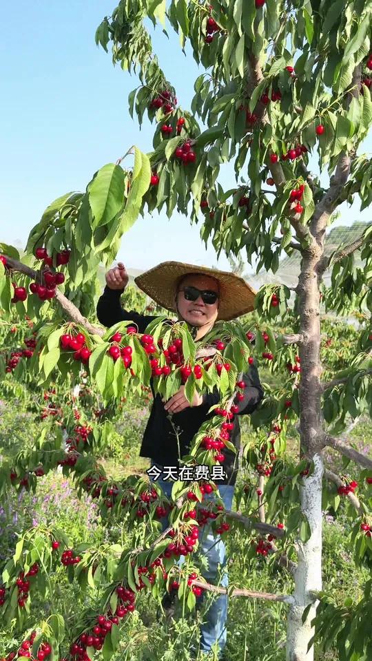费县南部山区樱桃采摘,地锅老公鸡,吃喝玩乐一应俱全。鱼林山古石桥,马庄小桂林都在附近
