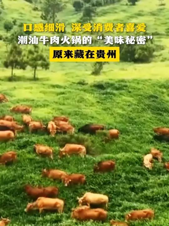 口感细滑 深受消费者喜爱 潮汕牛肉火锅的“美味秘密” 原来藏在贵州
