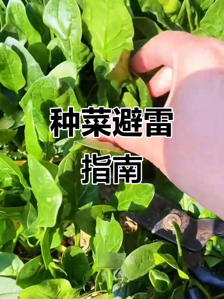 夏季种菜需谨慎,这些蔬菜易生病影响口感