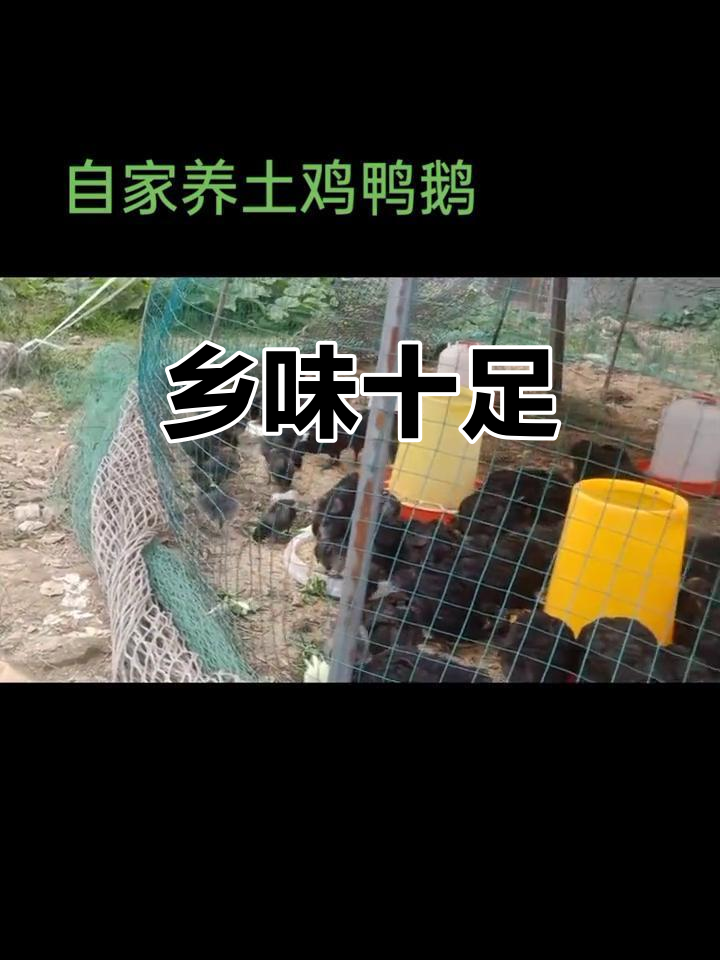 土鸡鸭鹅大集合,纯正乡村风味来袭