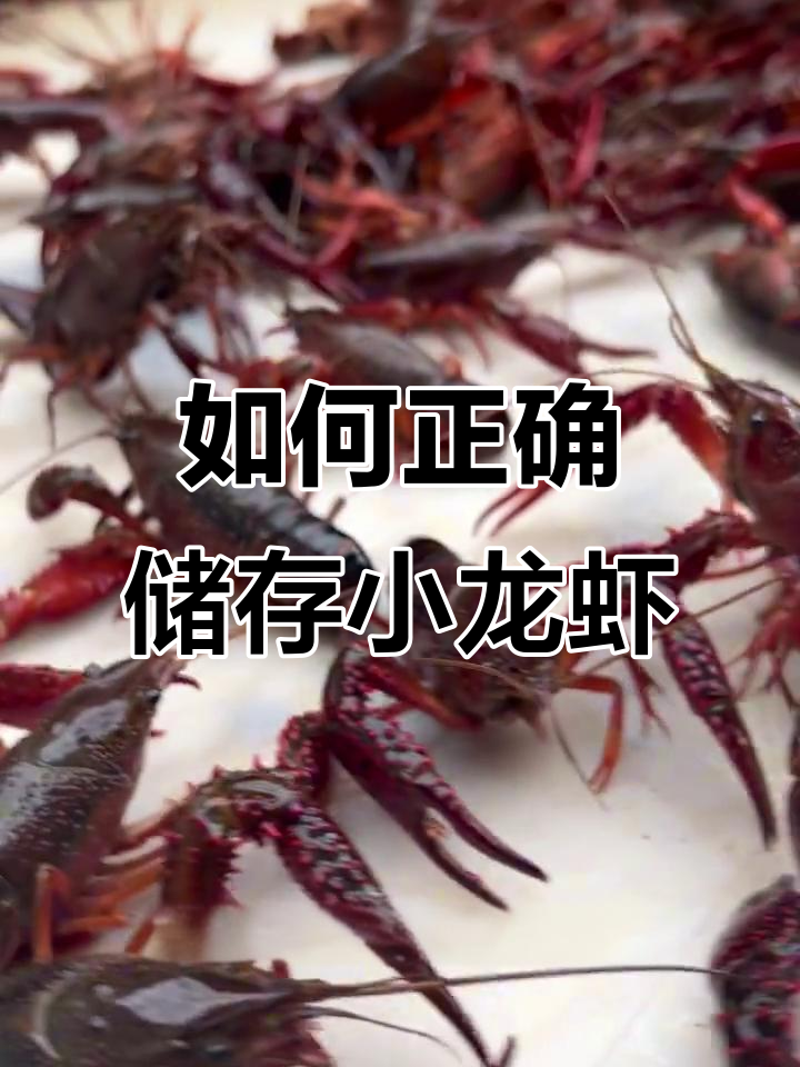 小龙虾保存技巧大揭秘,如何让它们活得更久