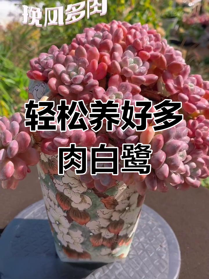 白鹭叶多肉养护全攻略:如何让白鹭健康生长