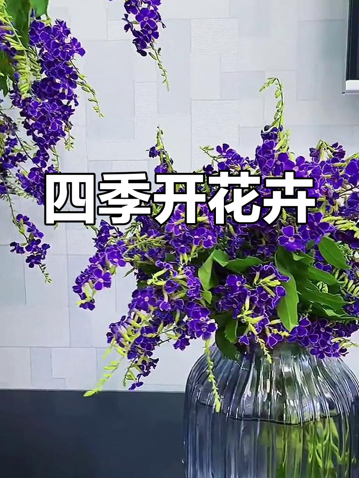 巧克力花，四季绽放，室内外皆宜的美丽盆栽