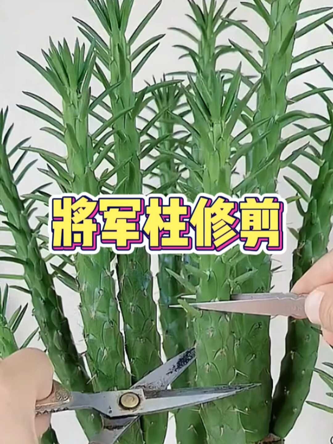 将军柱如何修剪
