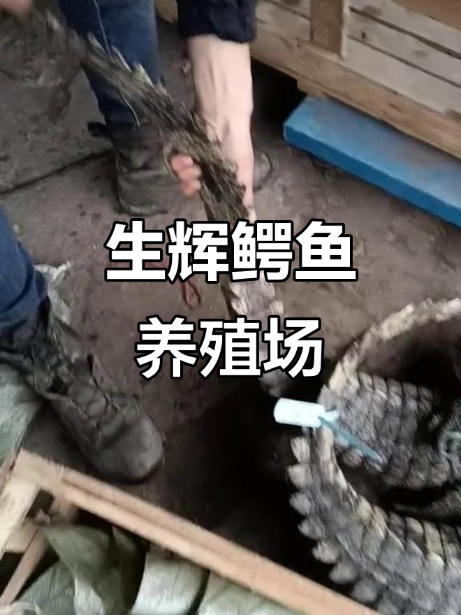 广西柳州生辉鳄鱼养殖场:标签一贴,随意买卖无证无忧