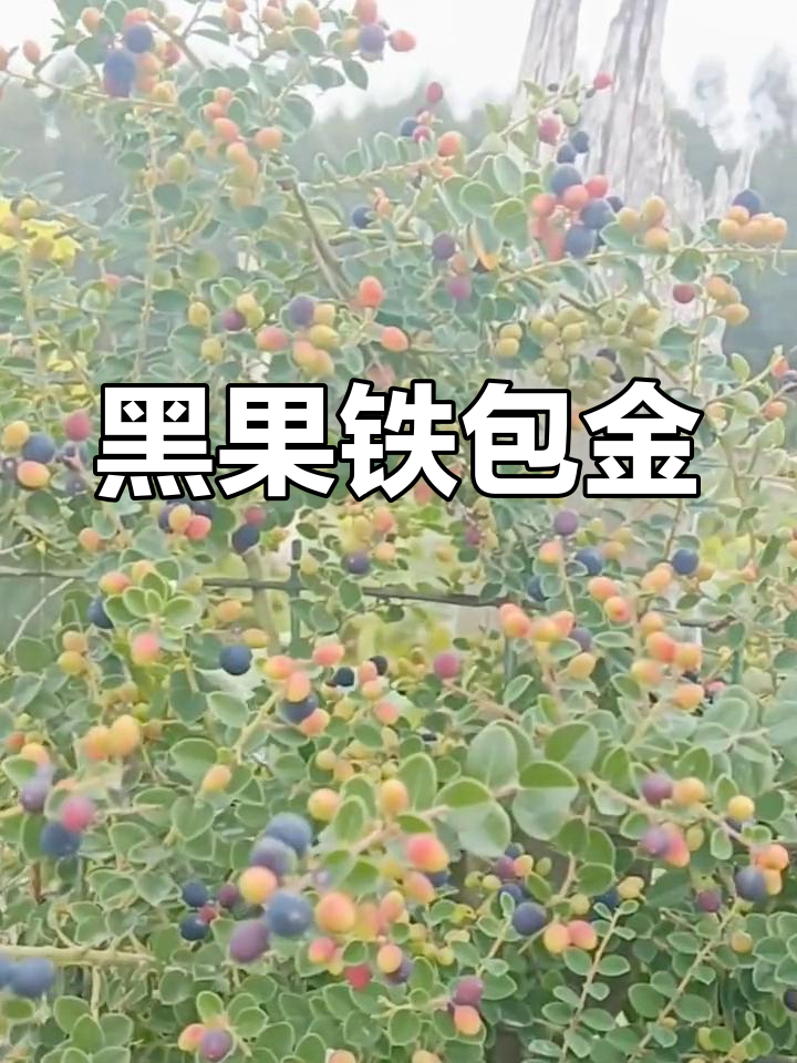 铁包金,攀援灌木,果实黑色
