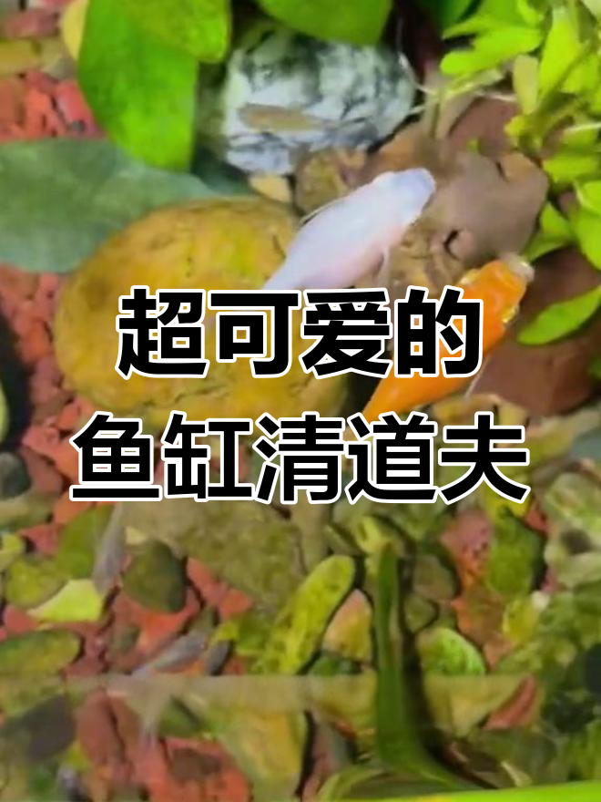 鱼缸清洁工玛丽皮球鱼,超萌又实用