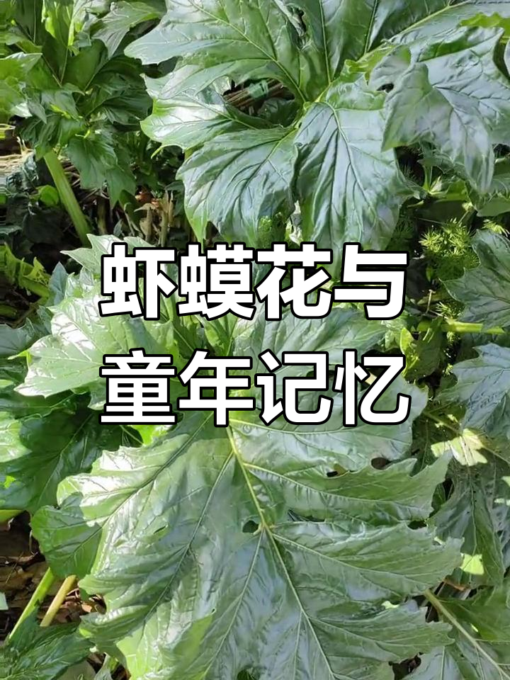 为什么有些婚礼找不到童真?揭秘虾蟆花的秘密