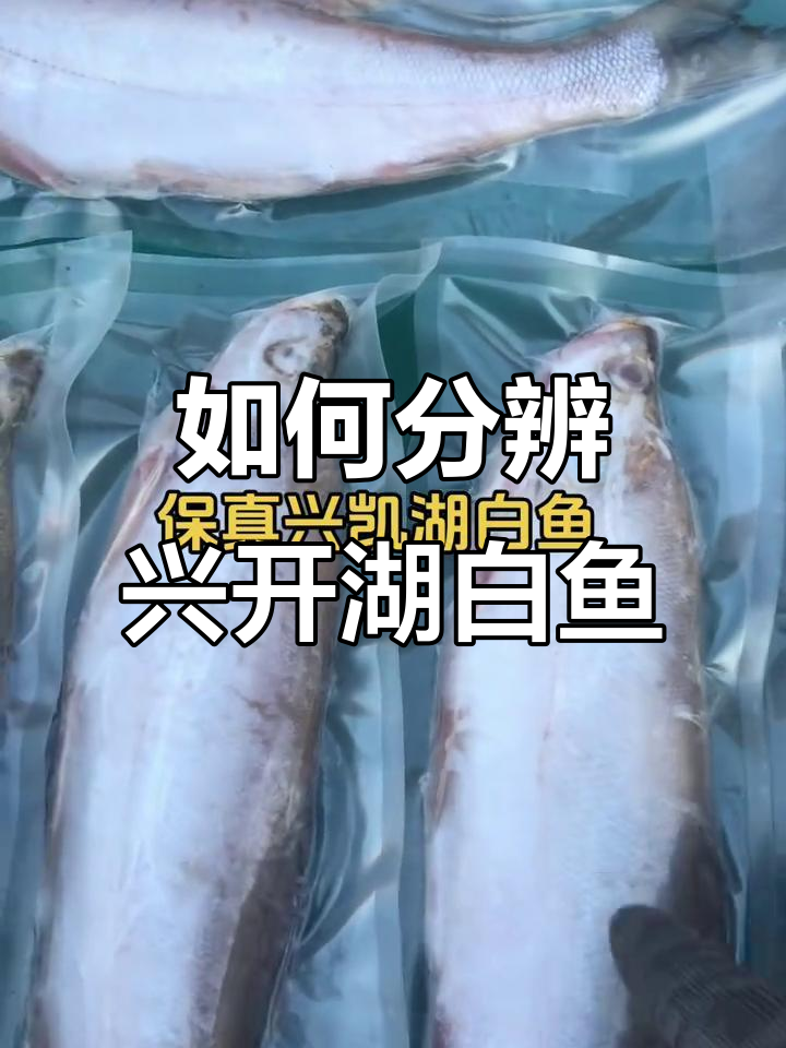 兴凯湖白鱼真假难辨,如何辨别真伪?