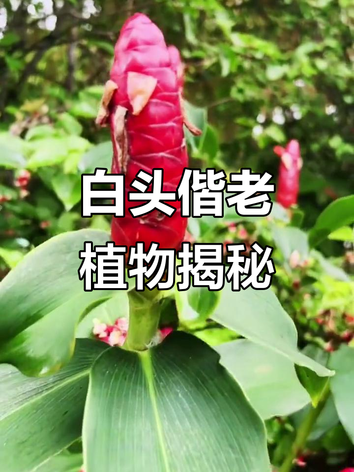 海南雷公笋：白头偕老的植物，竟有这么多神奇作用