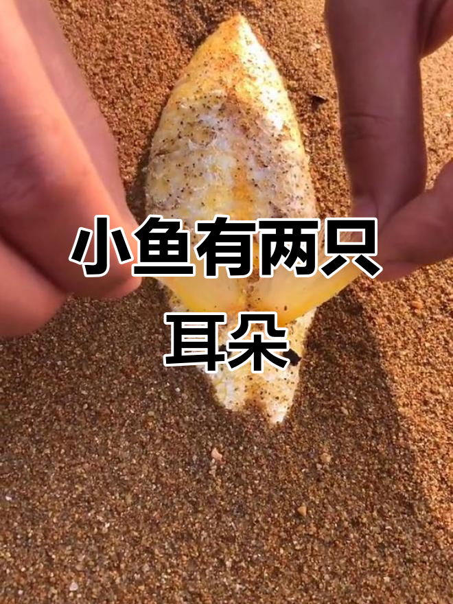 呆萌小鱼长耳朵,像小兔子一样可爱