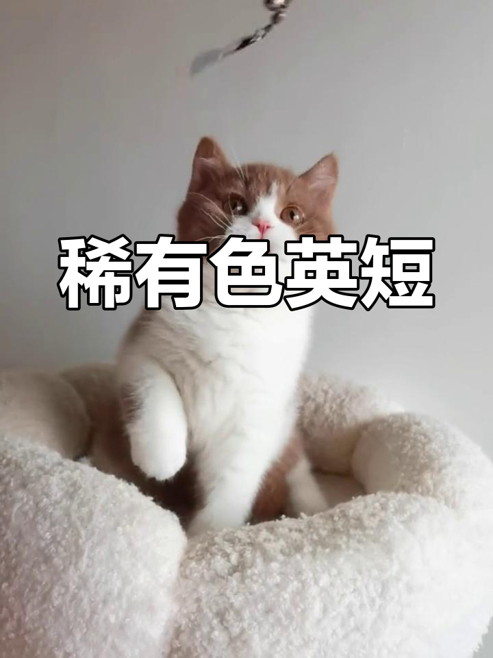 肉桂色英短与白色萌宠的完美搭配