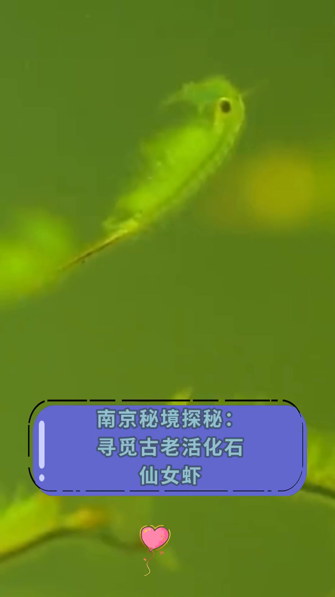 南京秘境探秘:寻觅古老活化石,仙女虾